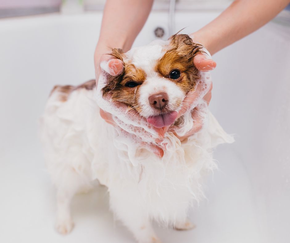Natural Dog Soap Rosemary and Cedarwood
